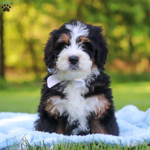 Dodger, Mini Bernedoodle Puppy